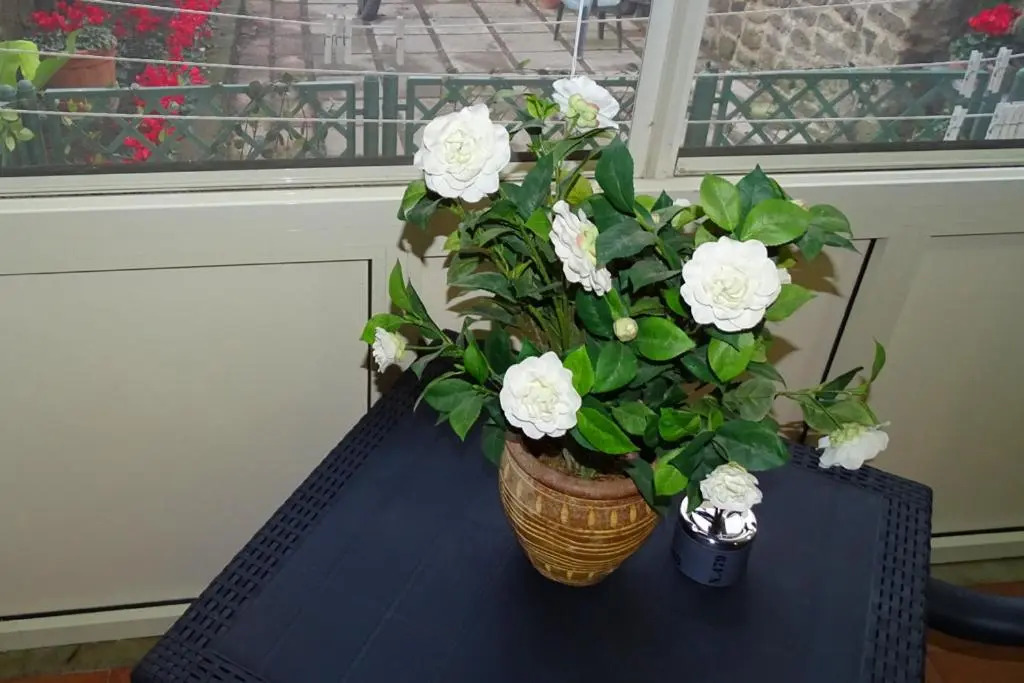 Nonna Peppa - Sorrento