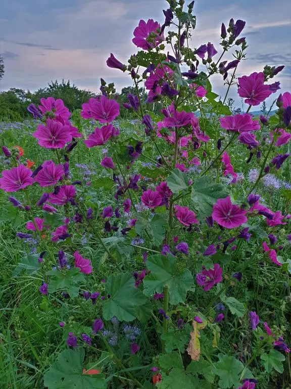Fewo Purper