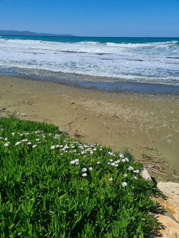 Imagine Renting Your Own 5 Star Private Cyprus Villa on the Beach, Paphos Villa 1410