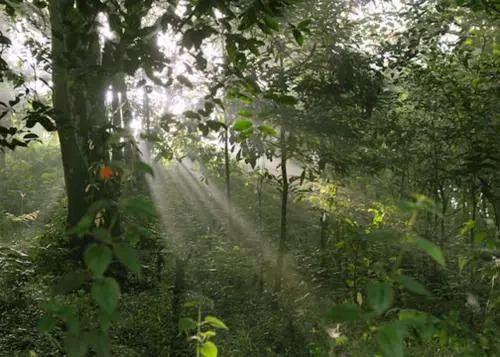 Verdure Plantation Resort