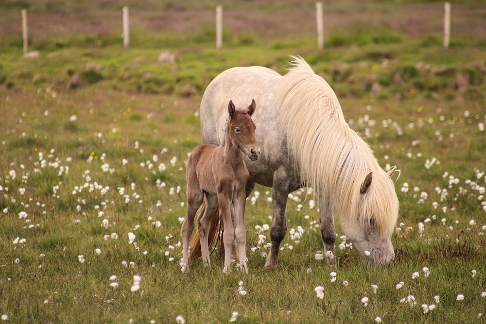 Selið Farm Stay - Family run guesthouse close to Borgarnes