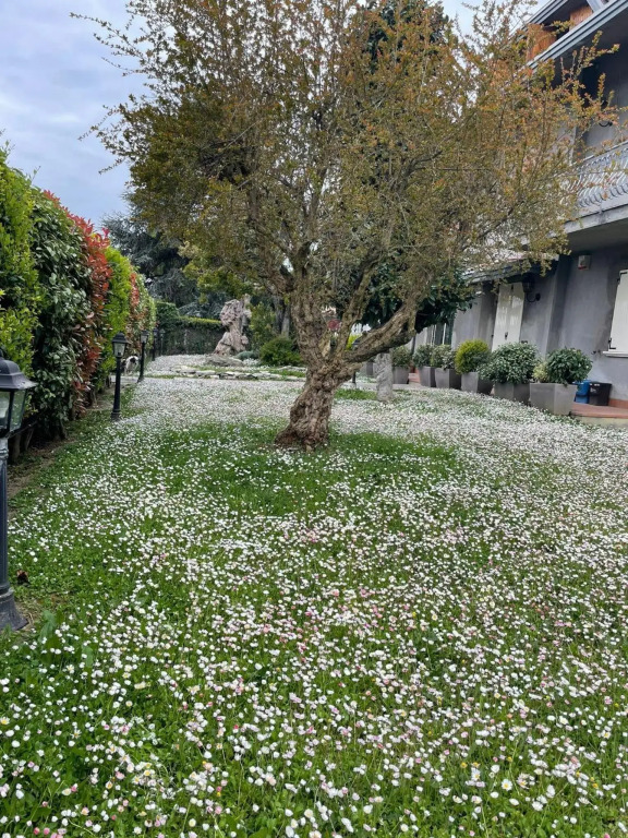 Magnolia