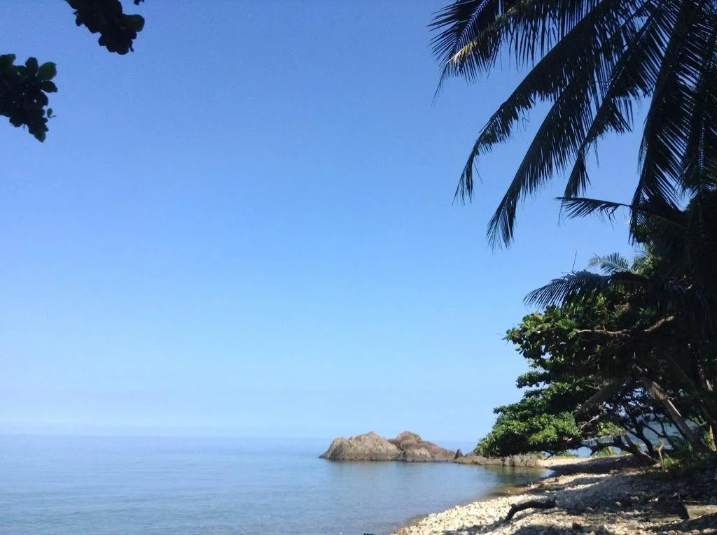 Paradise Palms