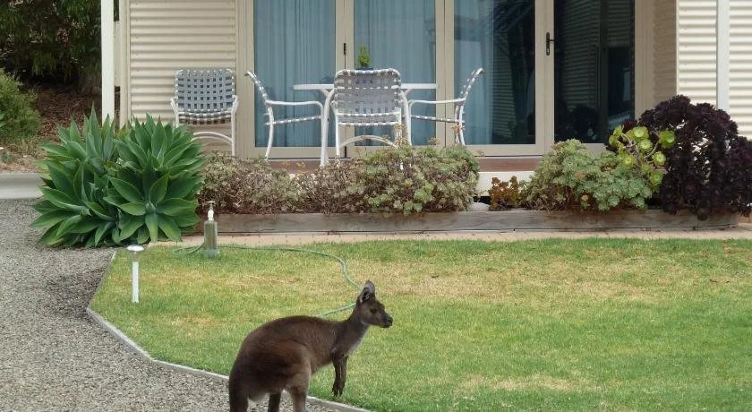 Seashells Penneshaw