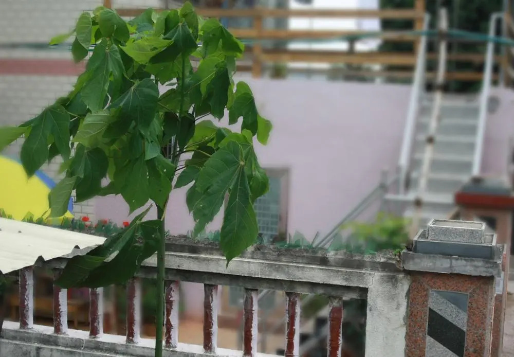 Отель Xiamen Zemusic Inn