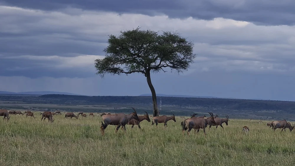 Amanya Sunset Star Bed Masai Mara