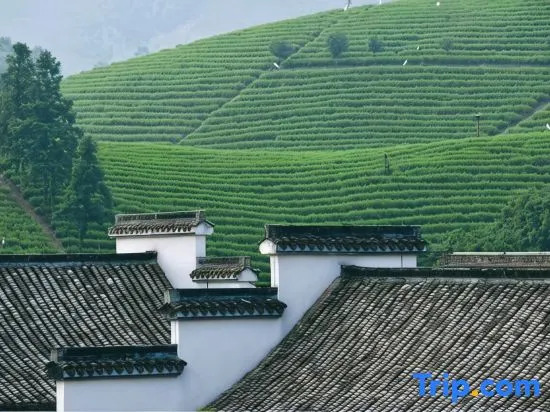 Anji Yunyu Homestay (White Tea Viewing Deck)