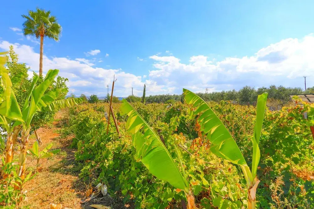 The Vines