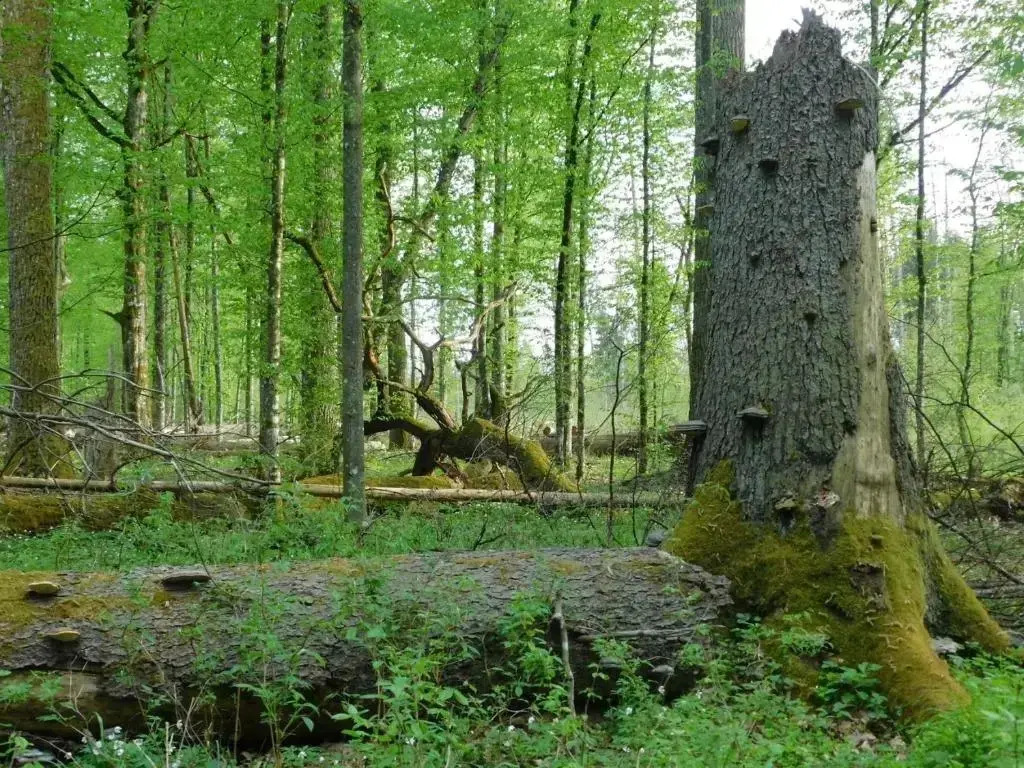 Wejmutka