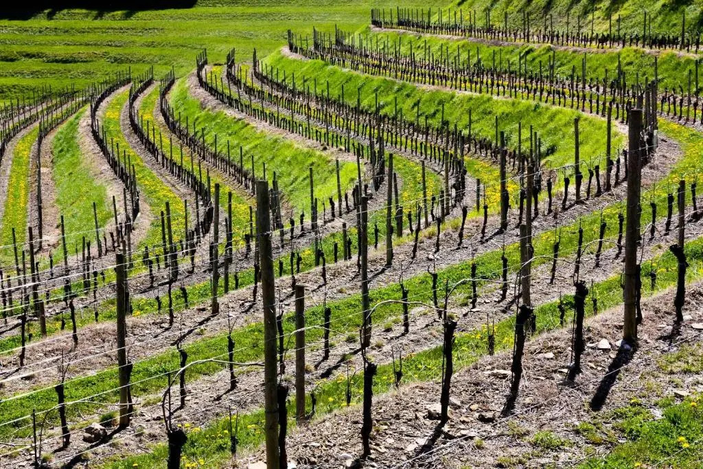 DOrsaria B&B And Wines