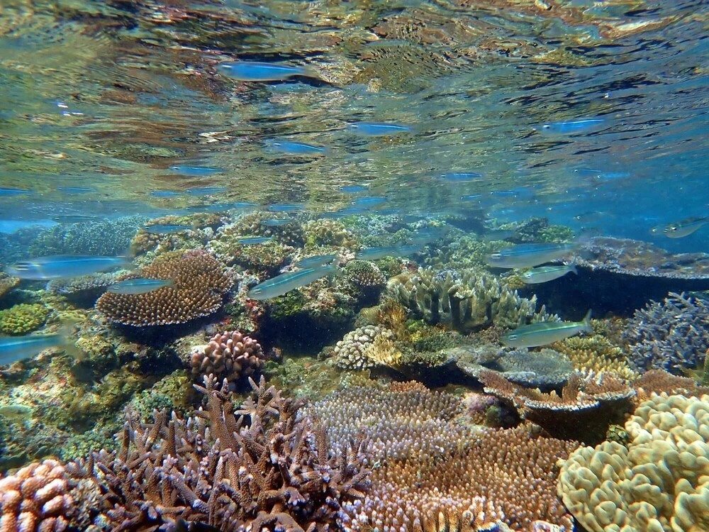 Teouma Reef Resort