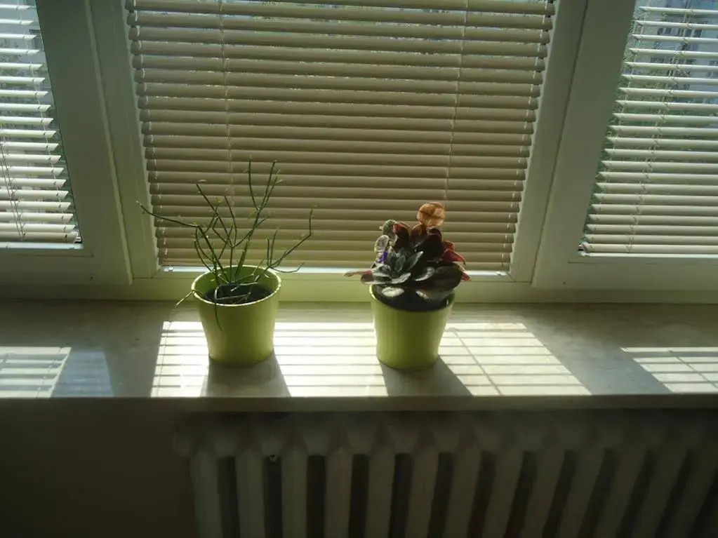 Studio Green