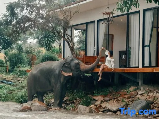 3 Pok Maewang jinxiang Gold elephant park
