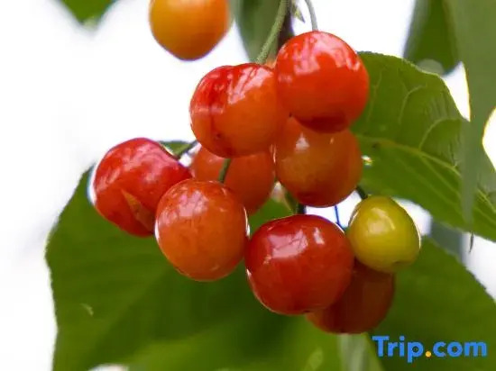 Trip.com Group Country Retreats (Zhang Jiajie Manson Joint Resort）