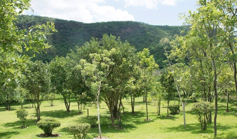 Kafue Dreams
