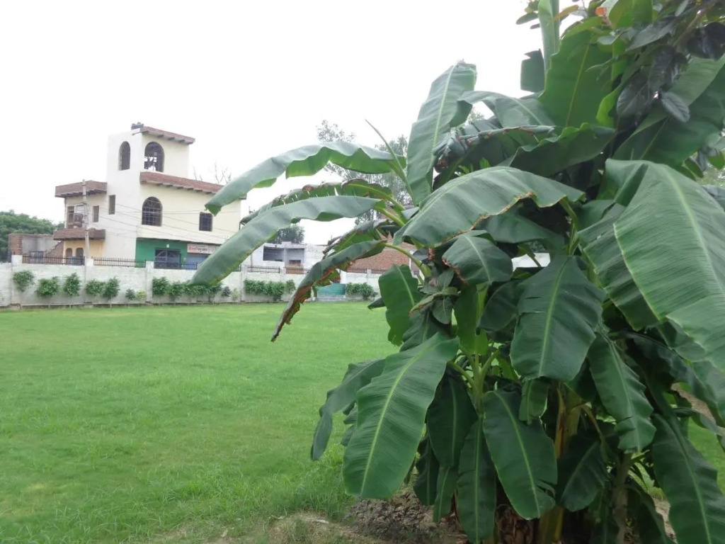 Maharana Farms