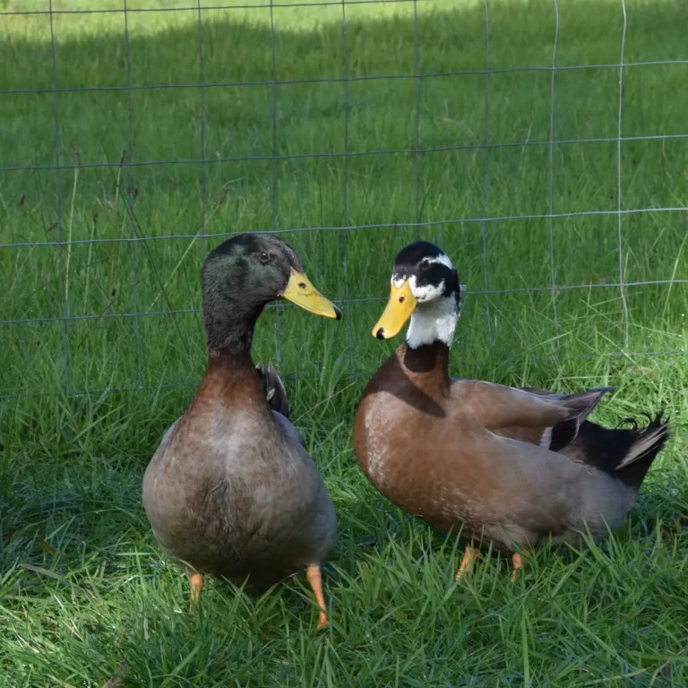 Heritage Farm