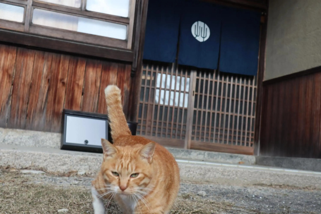 草地家 猫と図書館のある宿