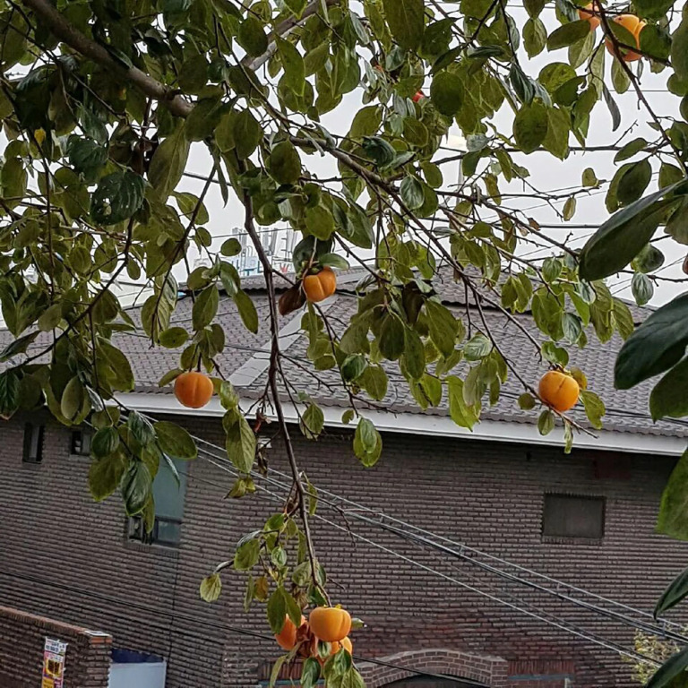 Sangwoojae