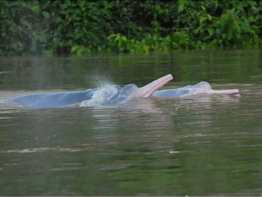 Yaguas Ecolodge