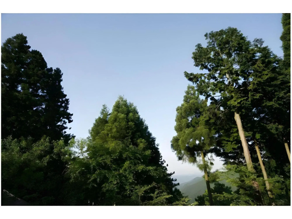 Fujimotoso