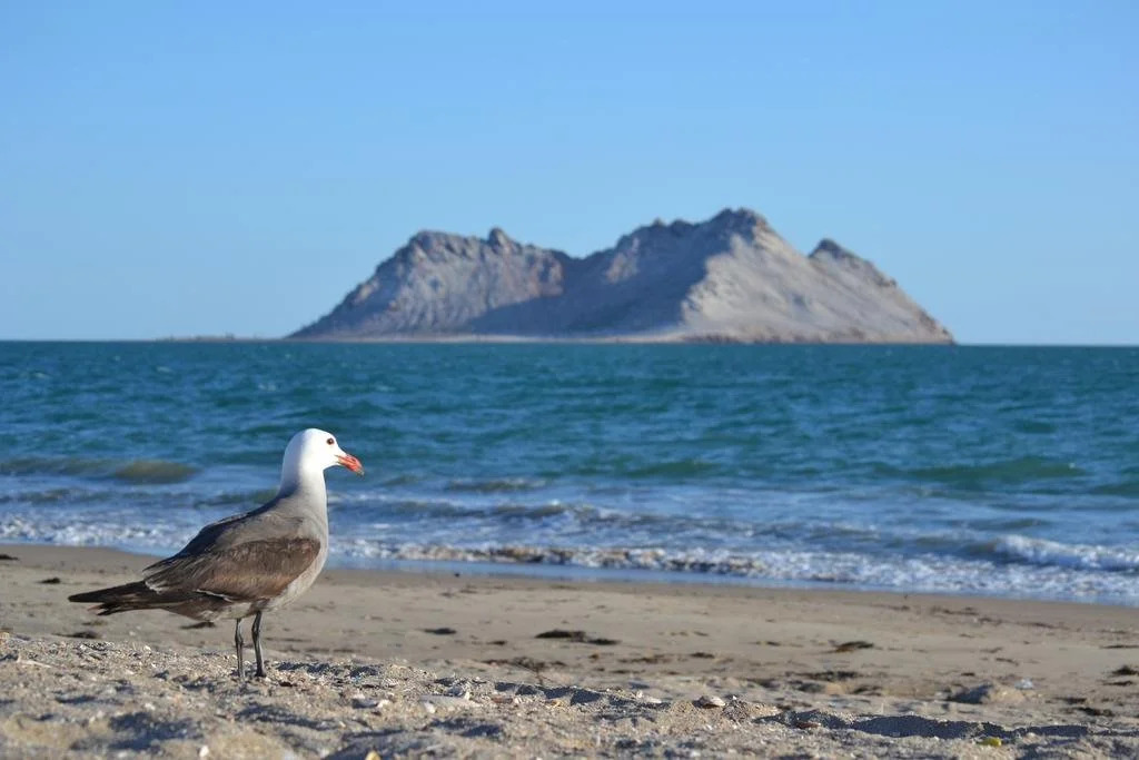 Kino Bonito
