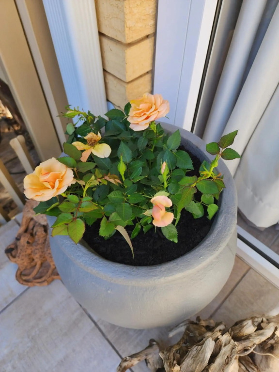 Schnehage Self Catering
