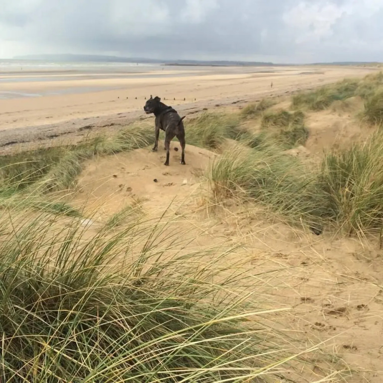 The Beach Huts - Camber Sands