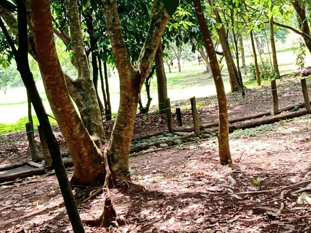 Pertinho da Mata