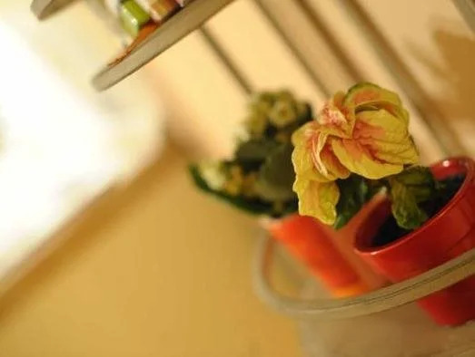 B&B Il Bacchino
