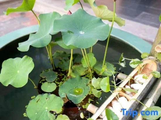 Luoyang Luozhishen Siheyuan Homestay