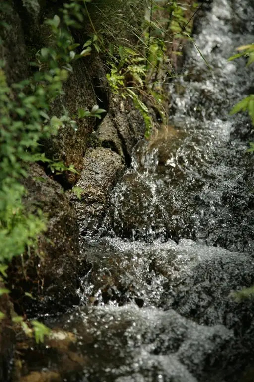 Magome Chaya