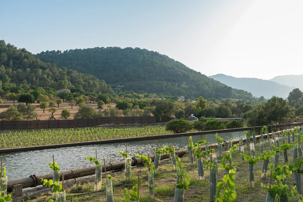 Rondaia Boutique Vineyard Stay – Mallorca, Tramuntana