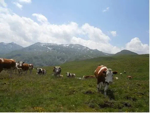 Tofererhof