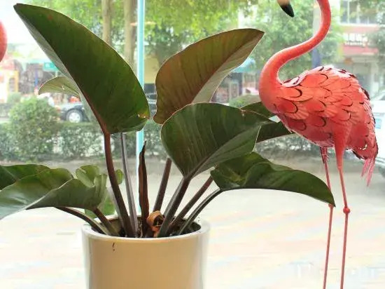Homeinn Pebble Hotel (Jianlong Avenue)