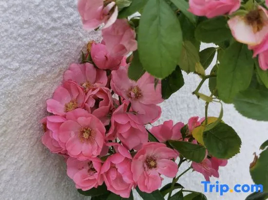 Xiangjingli Homestay