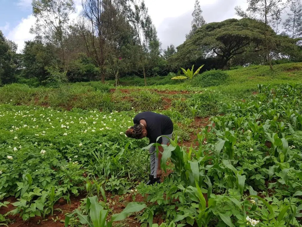 Karen Little Paradise, ECO Garden Hotel & Farm