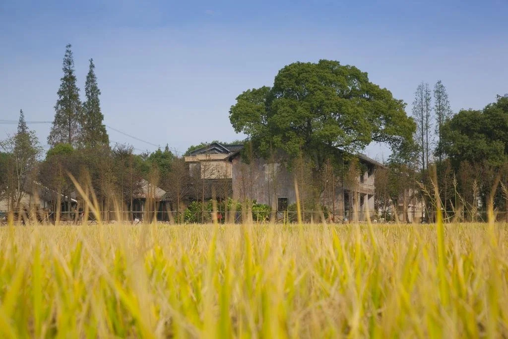 Wuzhen Wu Cun