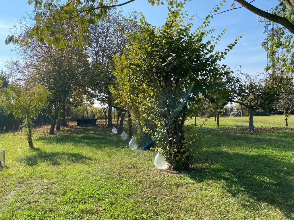Balabuska Rooms & Garden