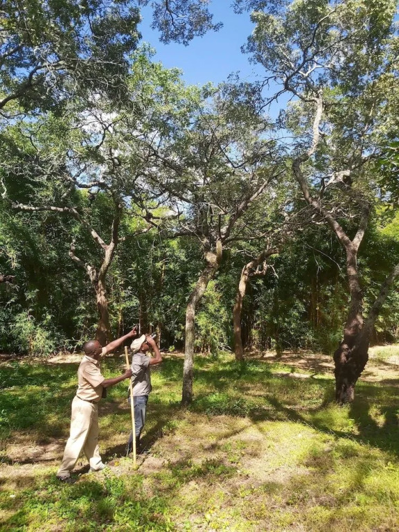 Pioneer Lodge Camp and Safaris