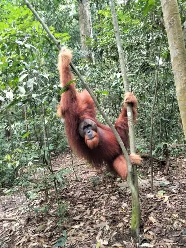 Wisma Batu Mandi and Jungle trekking