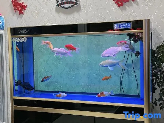 Yushu xin tianci gold fashion hotel