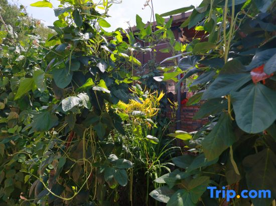 Yan'an Xinyuan Cave Homestay