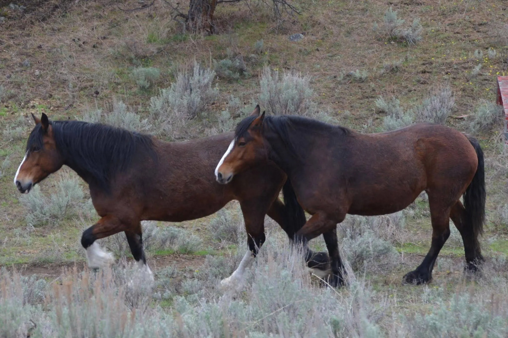 Wildhorse Mountain Guest Ranch