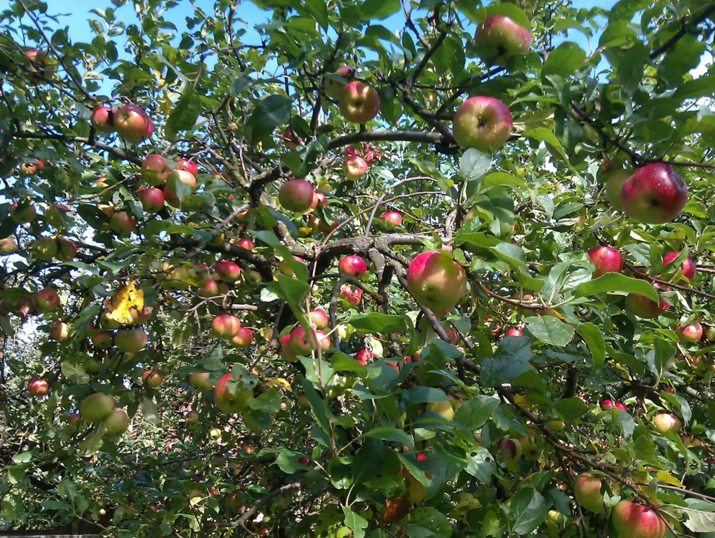Apple tree