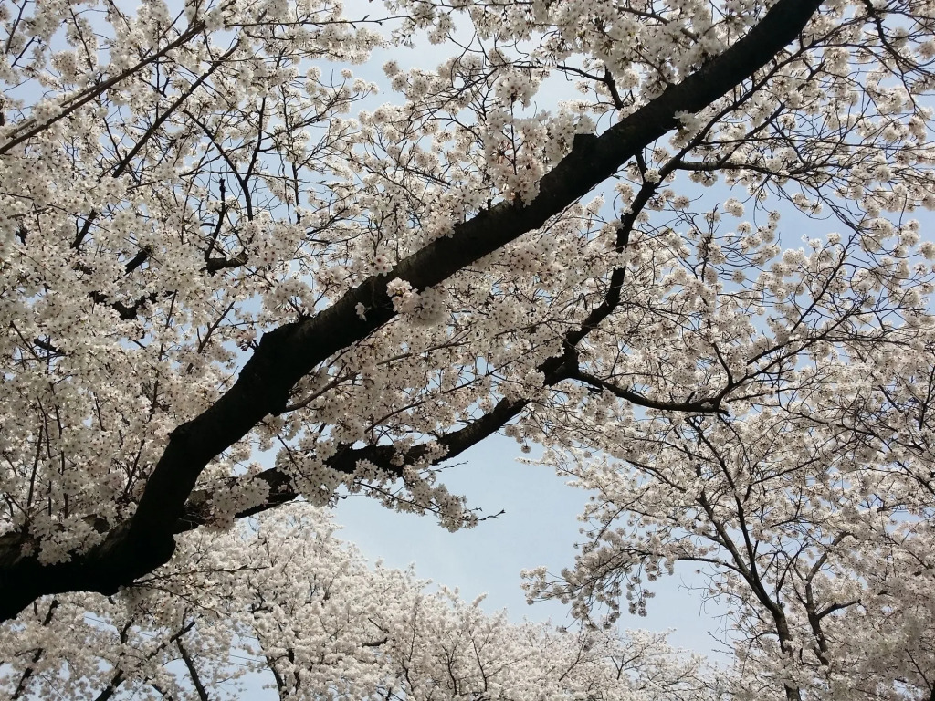 Gyeongju Bellus Rose Pension