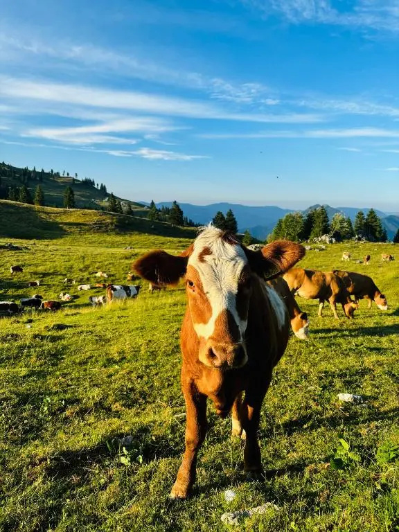 Domzalski Dom Na Mali Planini