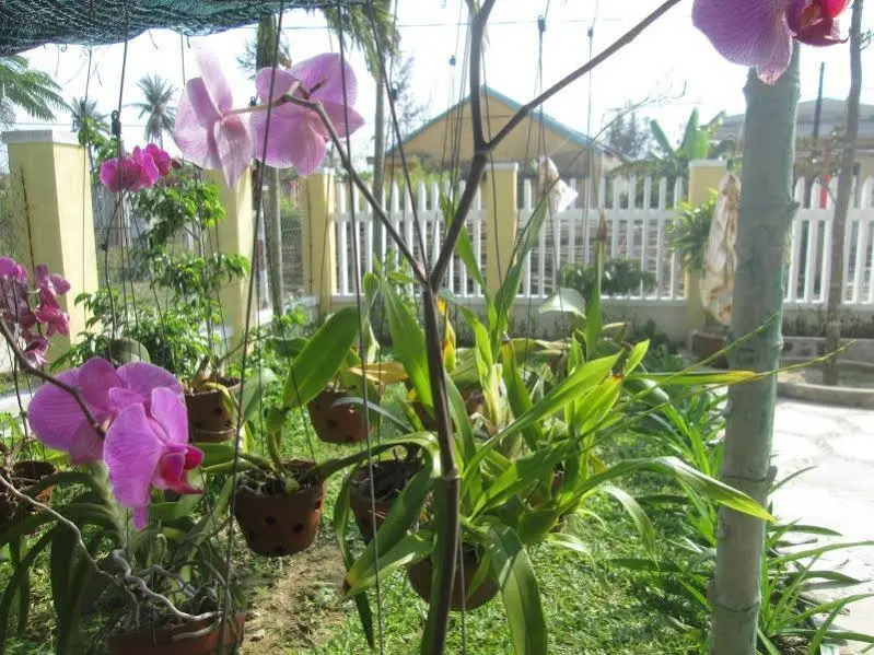 Thuan Phong Homestay