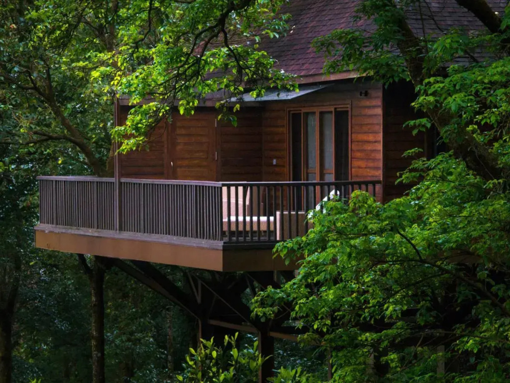 The Tamara Coorg