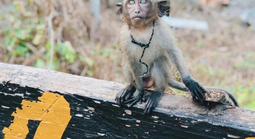 Monkey Bungalow